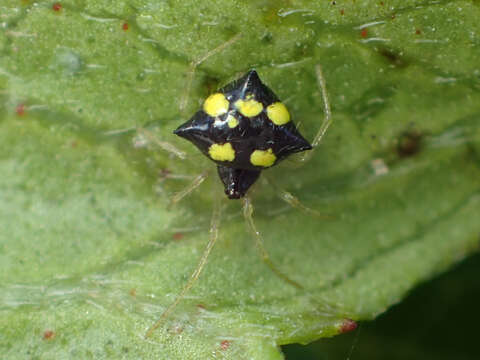 Image of Theridula gonygaster (Simon 1873)