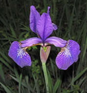 Image of Virginia iris
