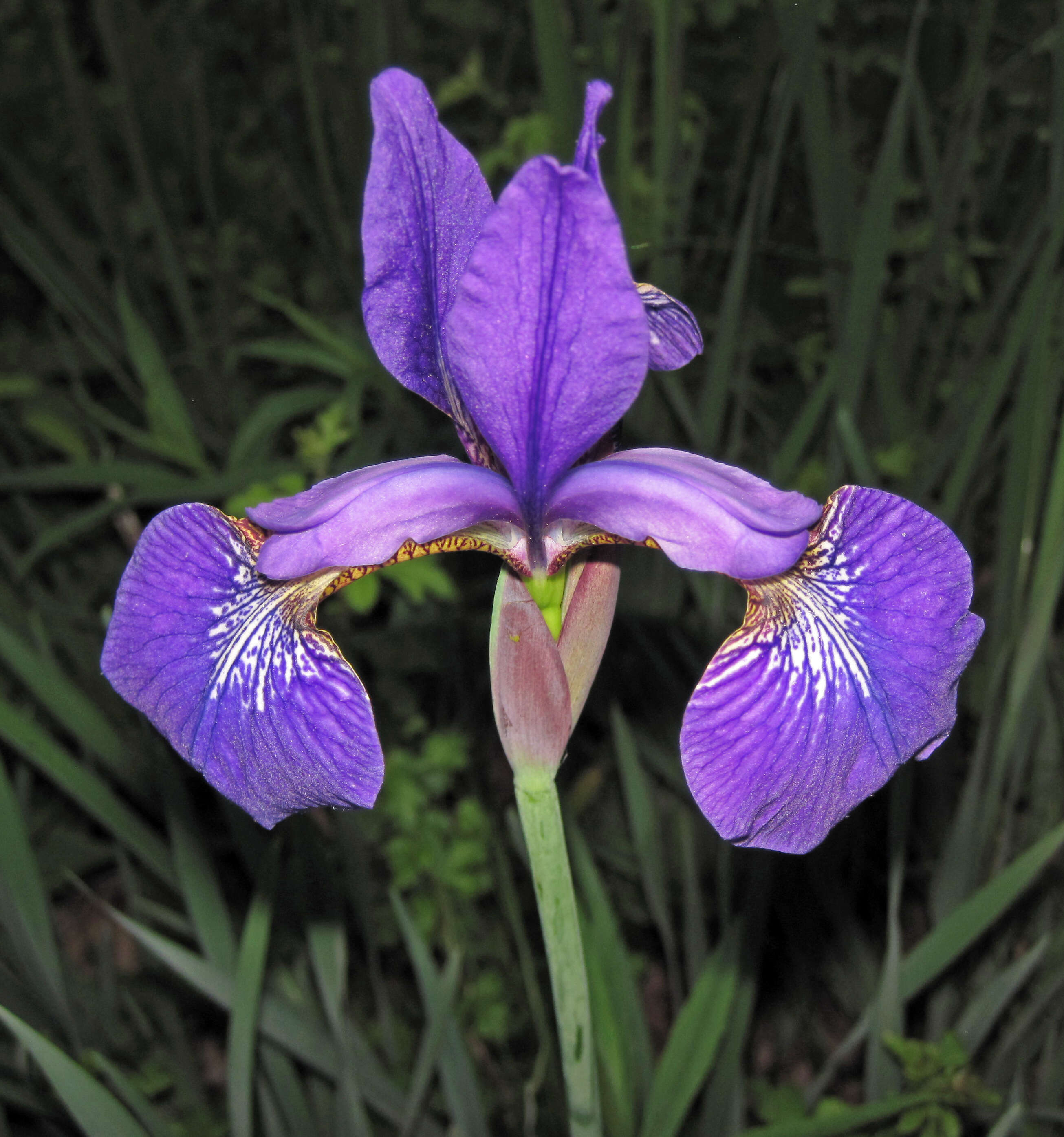 Image of Virginia iris