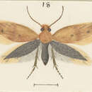 Image of Sabatinca caustica Meyrick 1912