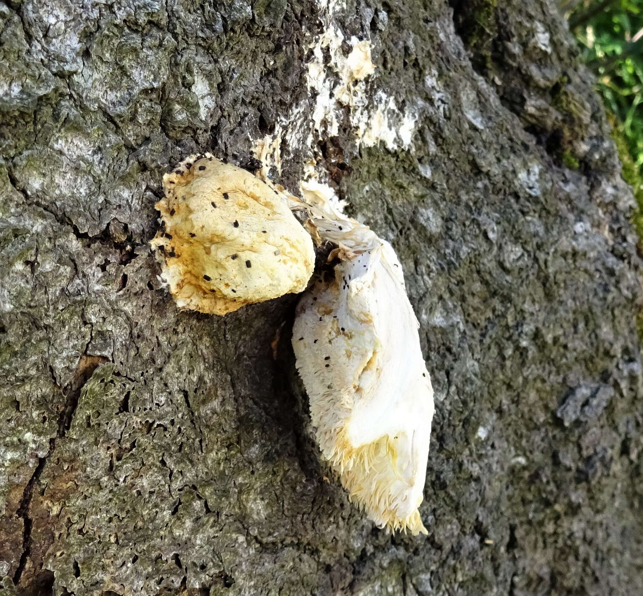 Image of Hericium cirrhatum (Pers.) Nikol. 1950