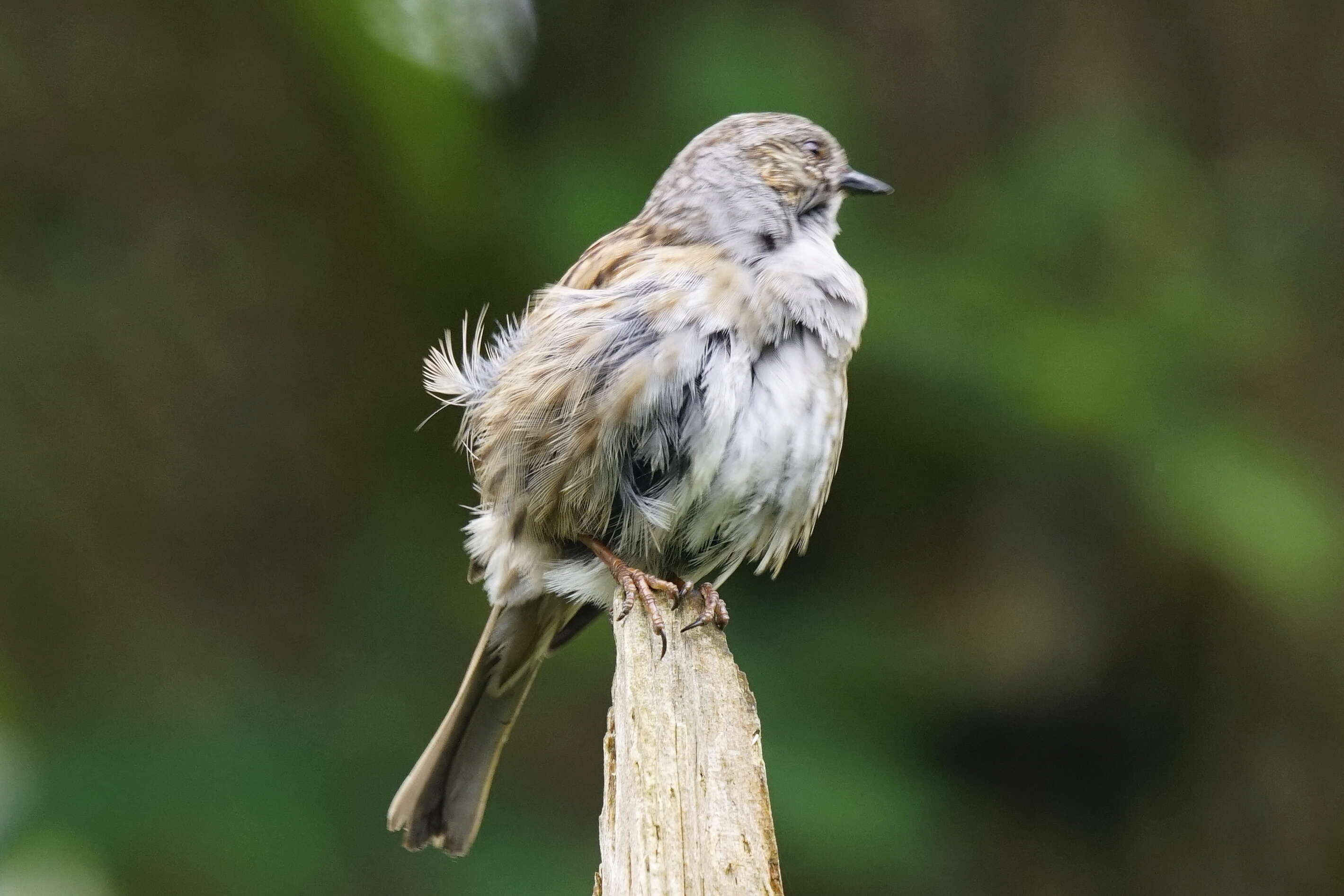 Image of Dunnock