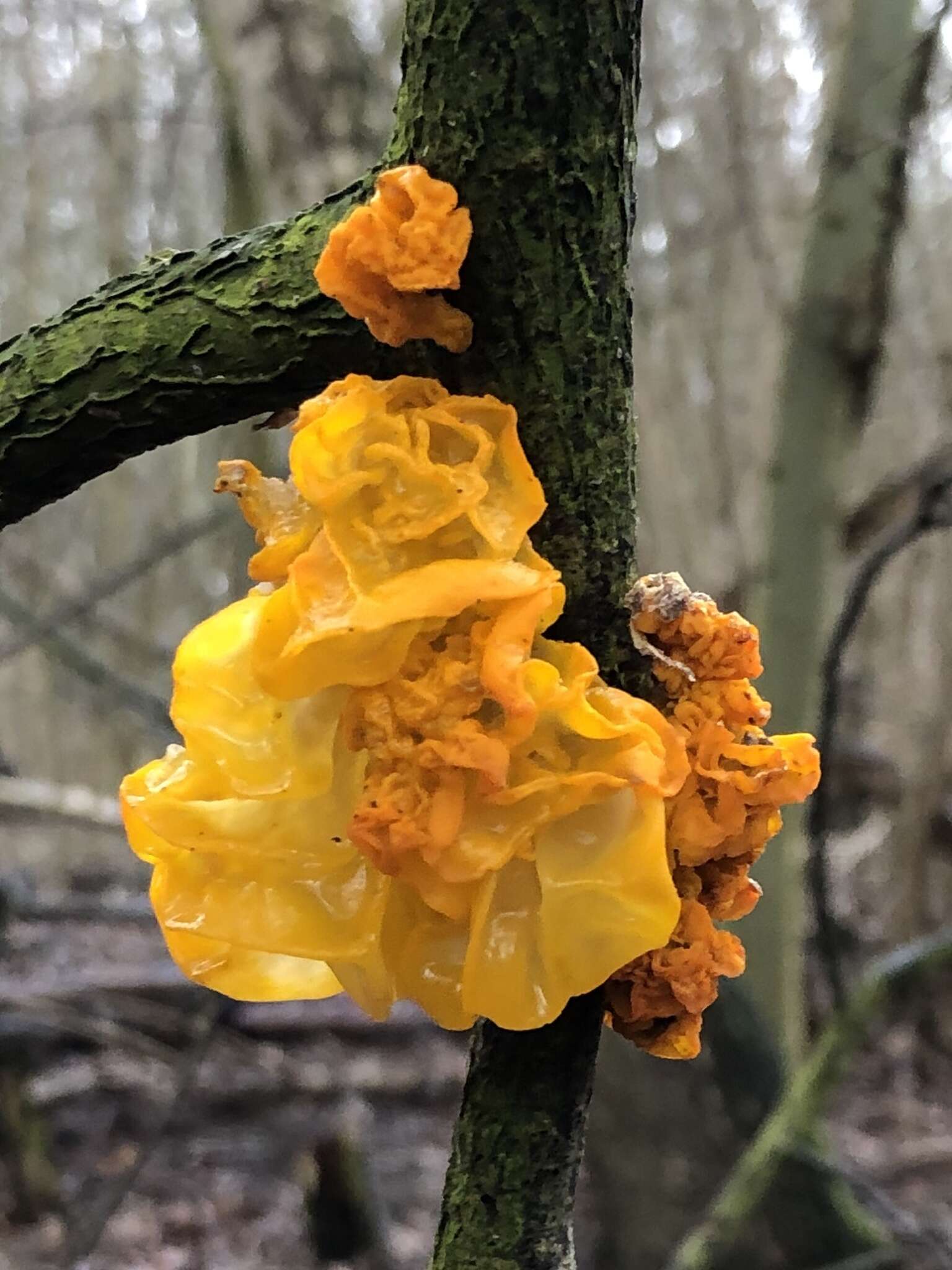 Image of Witches butter