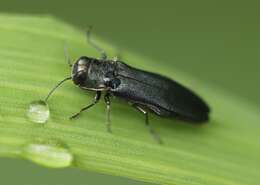 Image of European Oak Borer