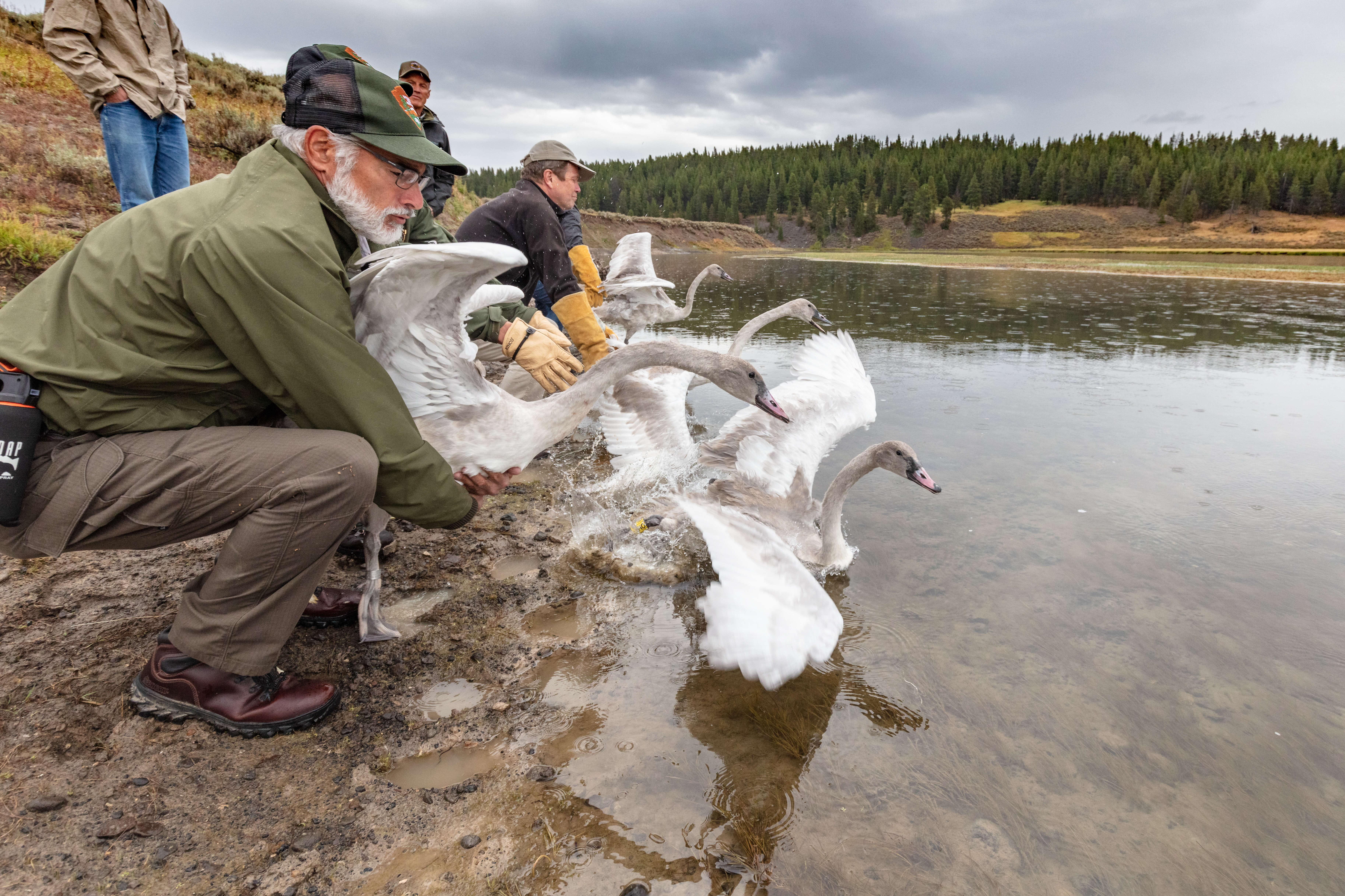 Image of Trumpeter Swan