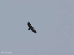 Image of Himalayan Griffon