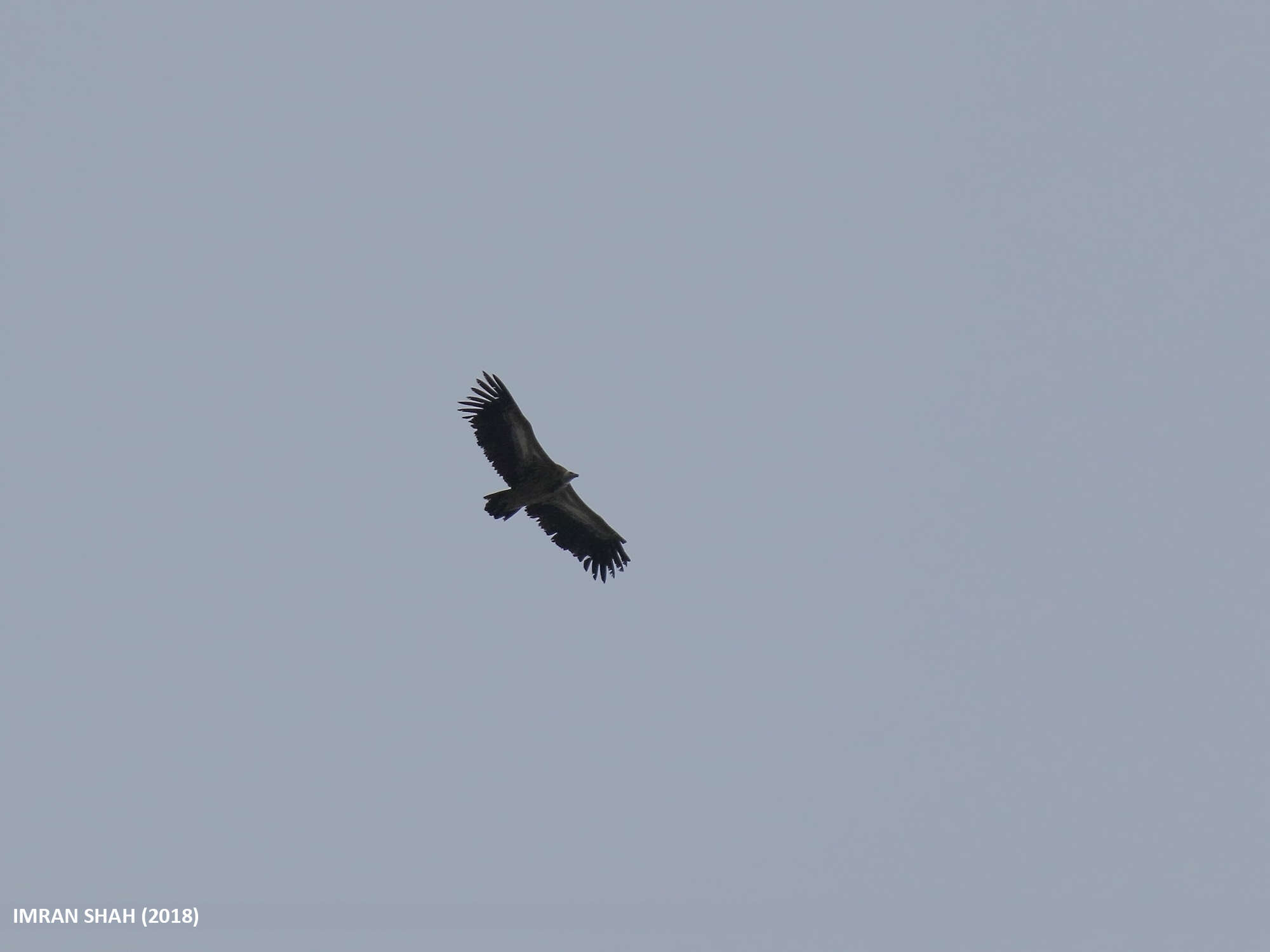 Image of Himalayan Griffon