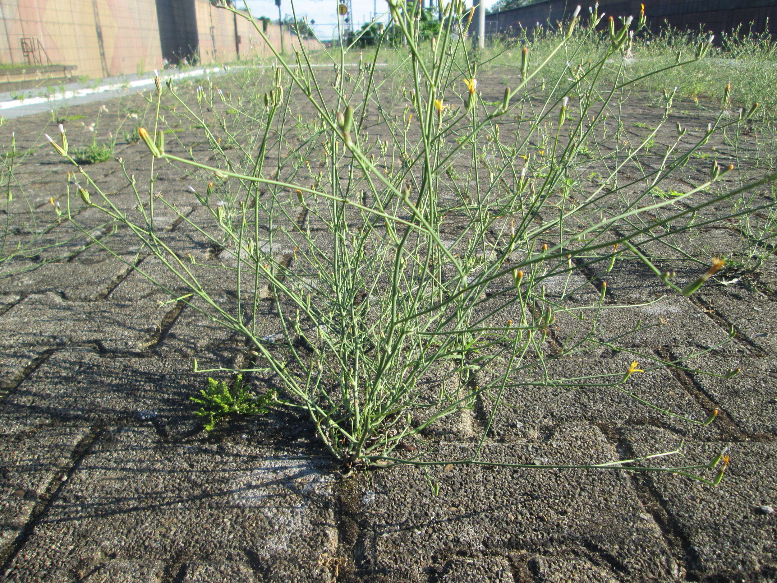 Chondrilla juncea L. resmi