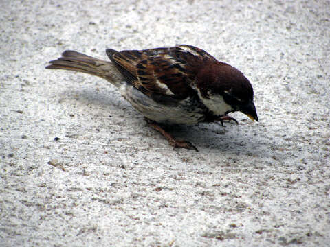 Image of Italian Sparrow