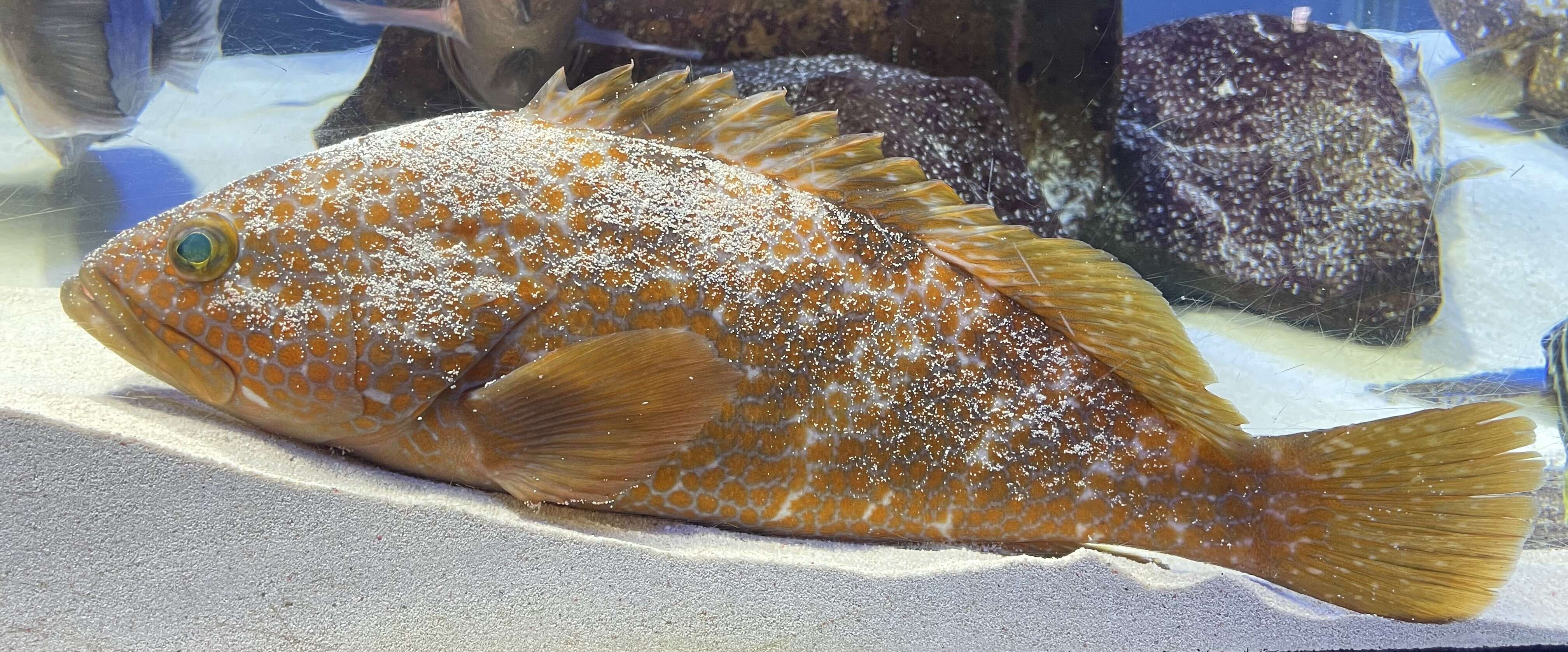 Image of Hong Kong Grouper