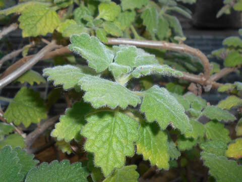 صورة Plectranthus madagascariensis (Pers.) Benth.