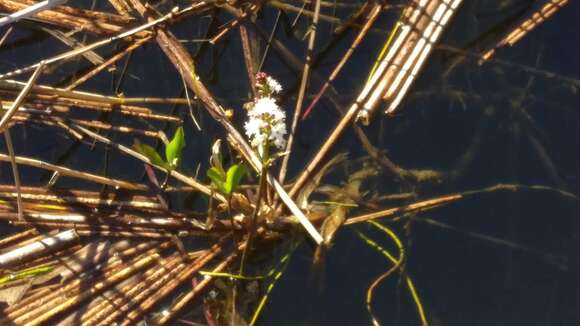 Image of bogbean