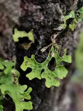 Image of Lungwort