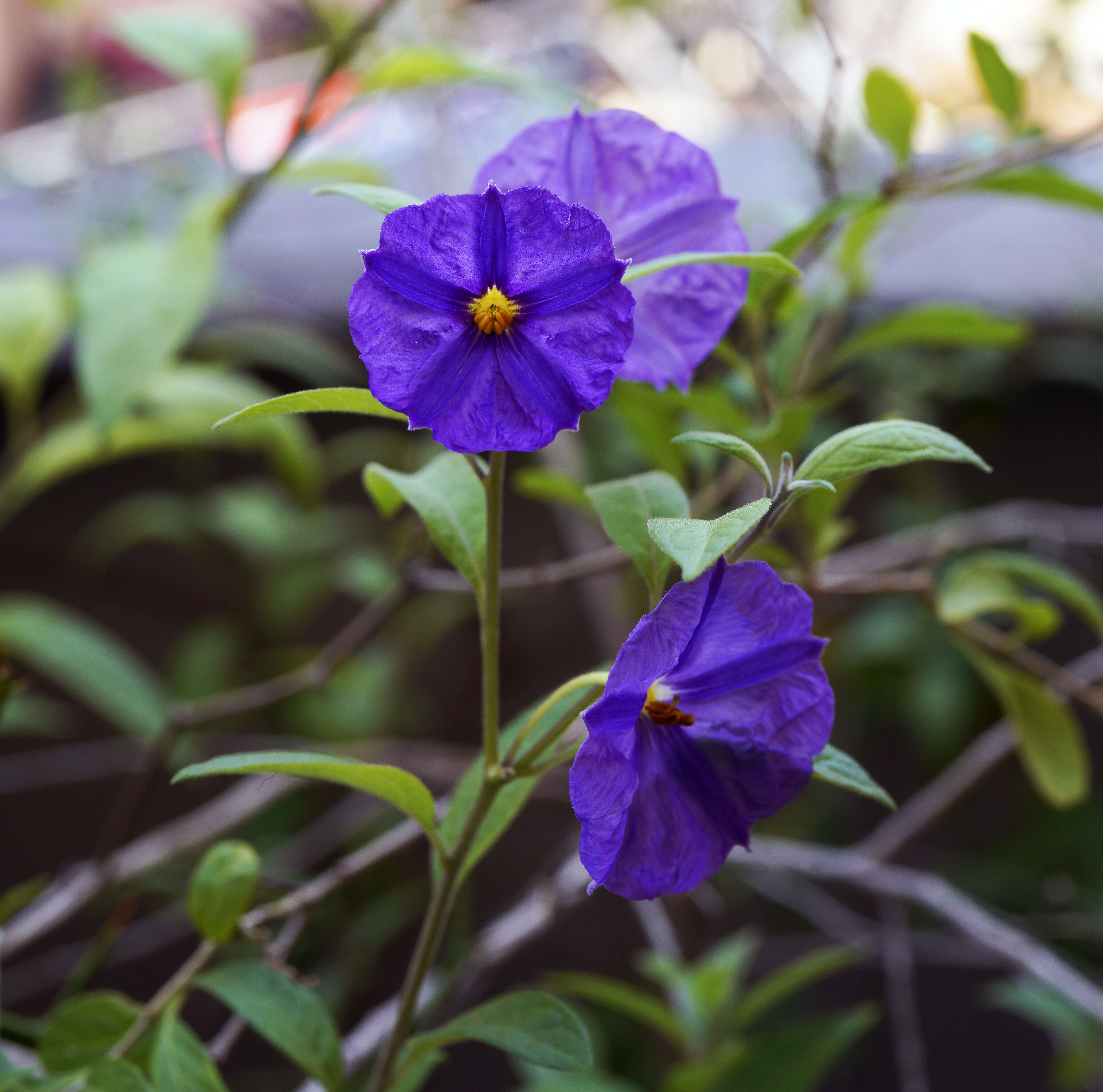 Image of Kangaroo Apple