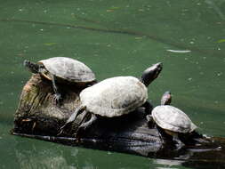 Image of slider turtle, red-eared terrapin, red-eared slider