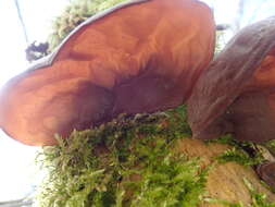 Image of ear fungus