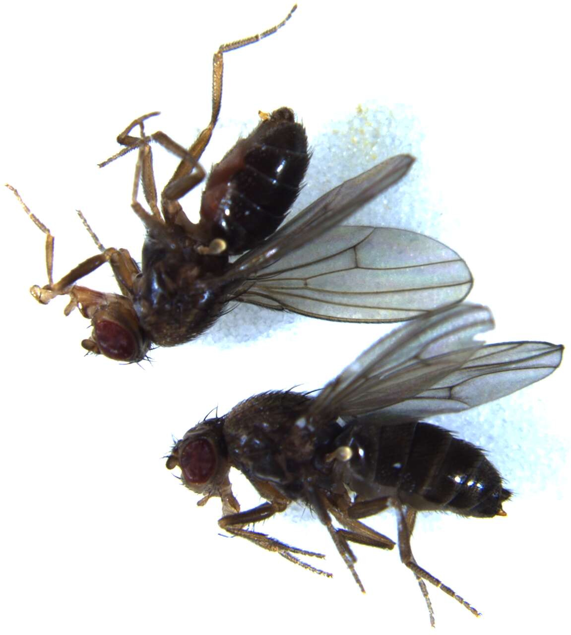 Image of Pomace fly