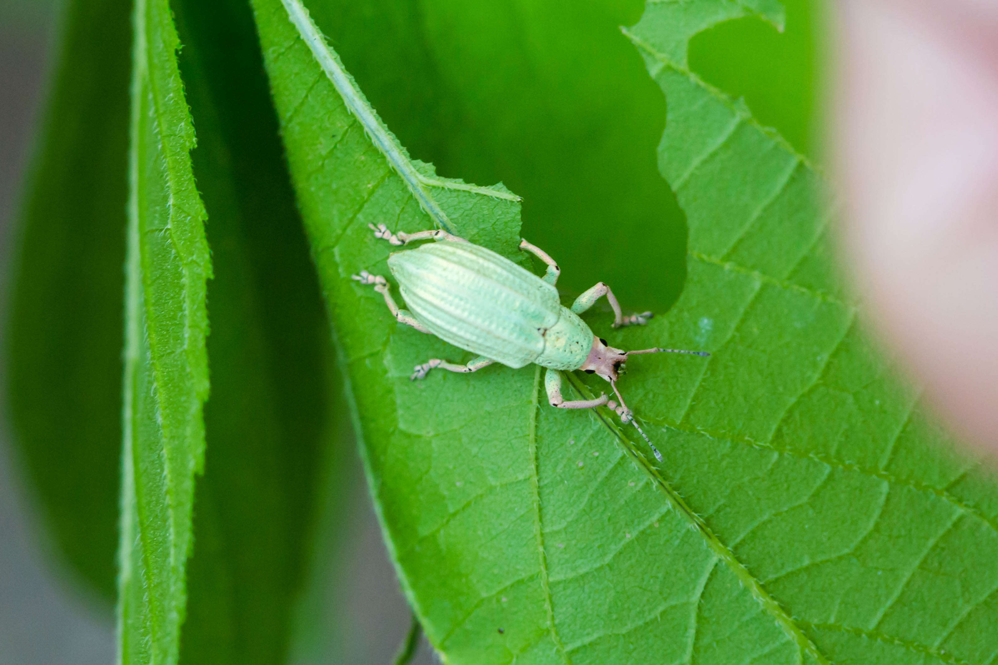 Compsus (Compsus) auricephalus Say 1824 resmi