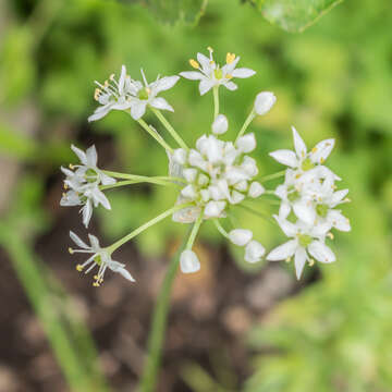 Image of tarragon