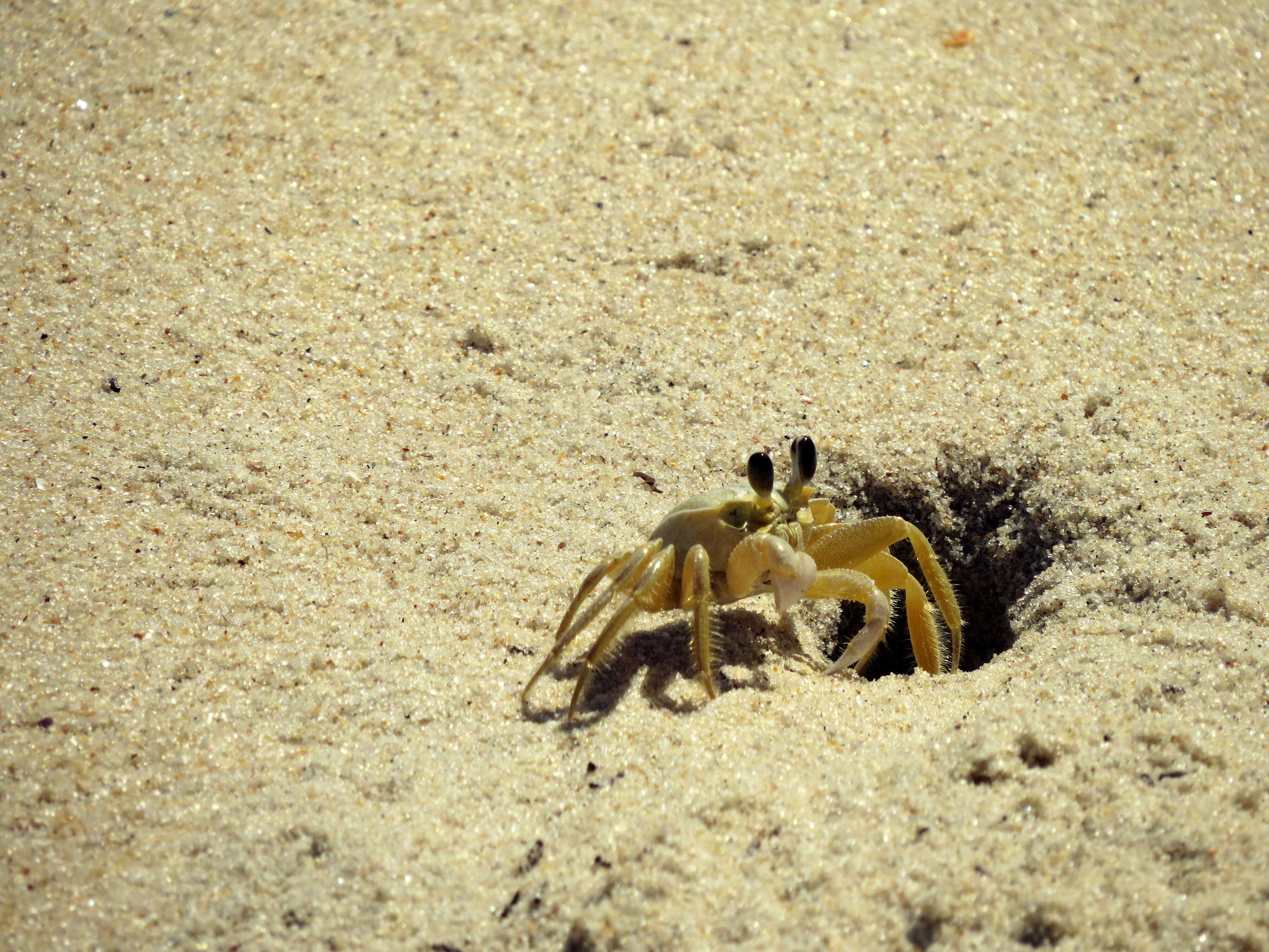 Image of Atlantic Ghost Crab