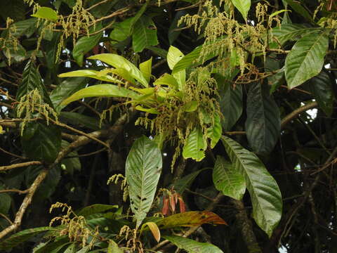 Image of Meliosma simplicifolia (Roxb.) Walp.