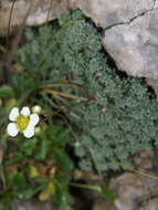 Image of Saxifraga squarrosa Sieber