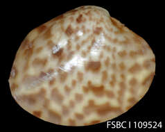 Image of Macrocallista Meek 1876