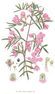 Image of Pink Boronia