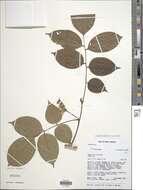 Image of Pterocarpus santalinoides DC.