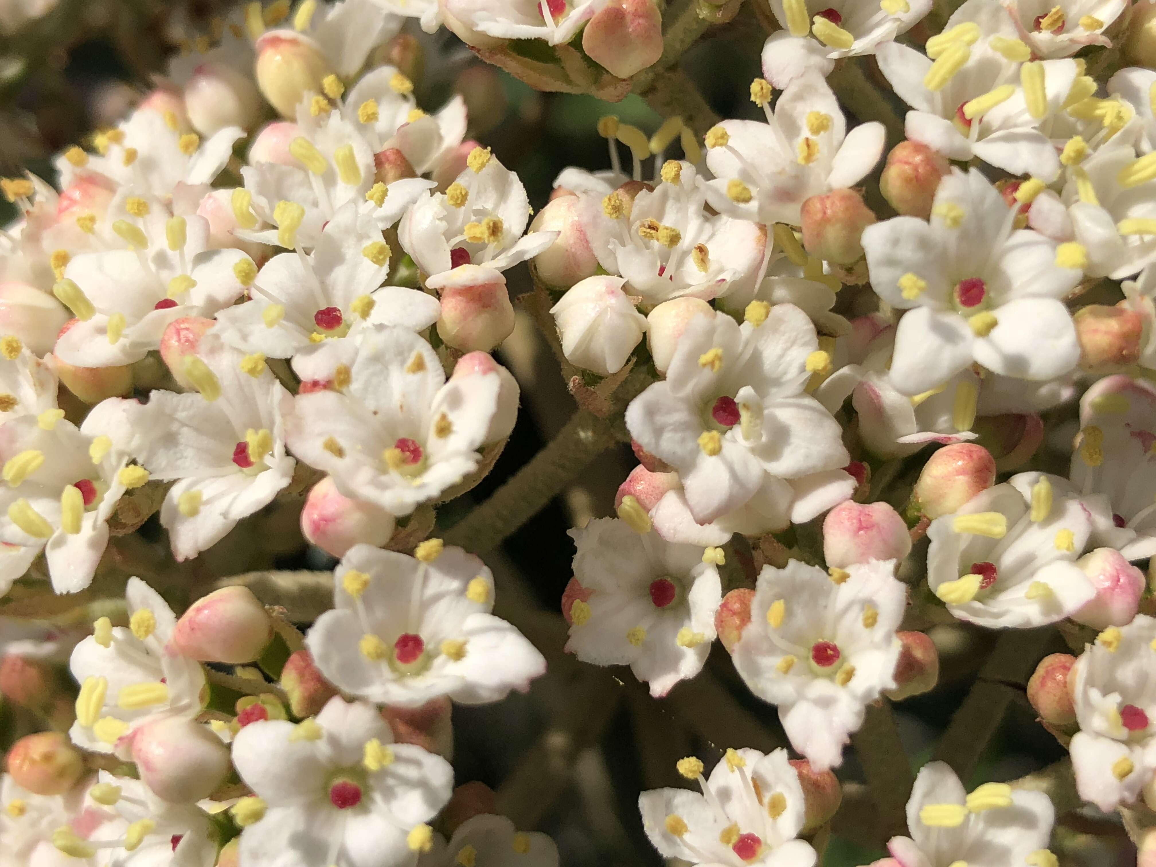 Plancia ëd Viburnum rhytidophyllum Hemsl. ex Forb. & Hemsl.