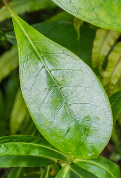 Image of Griselinia littoralis (Raoul) Raoul