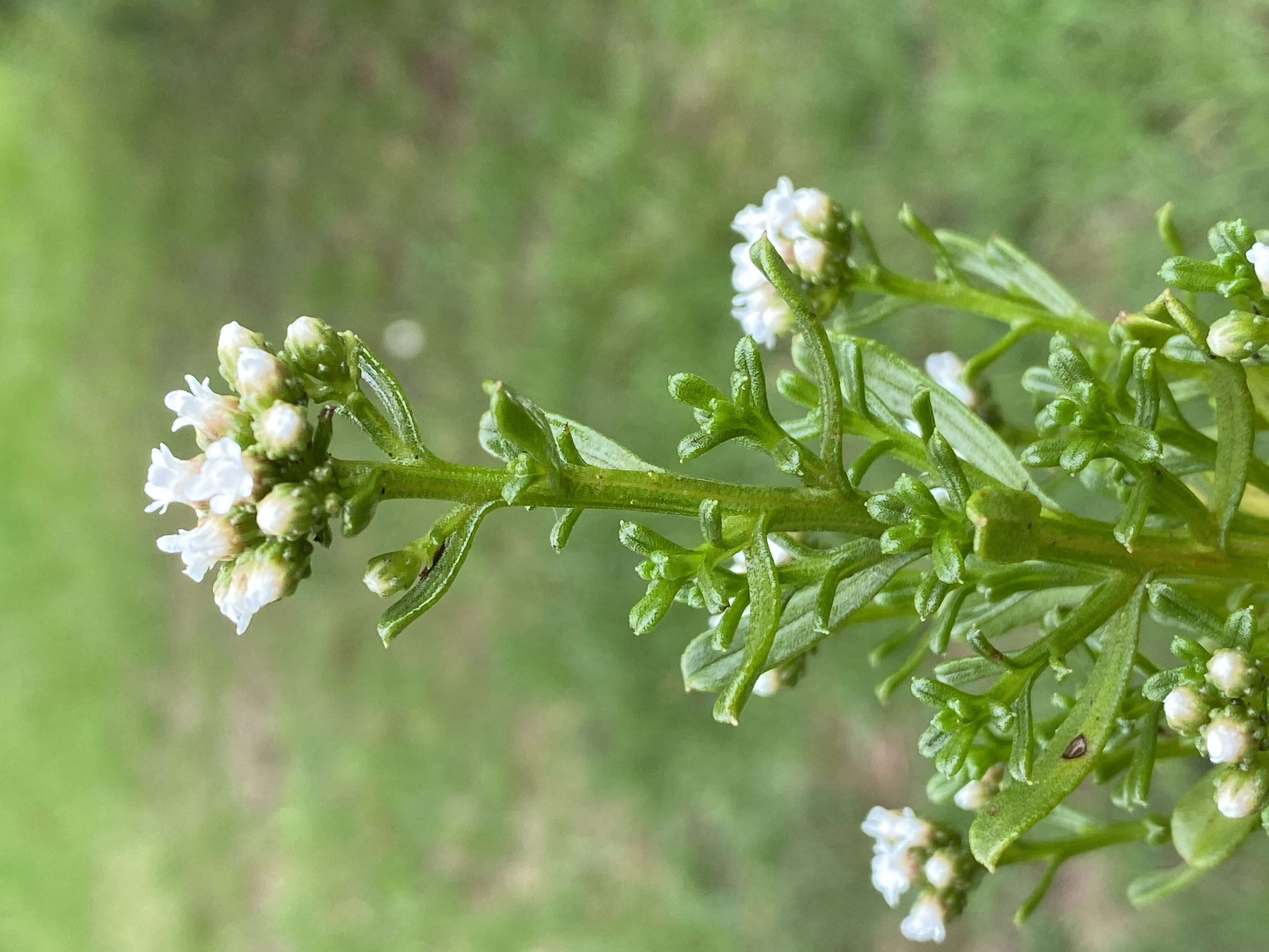 Image of Ixodia achillaeoides