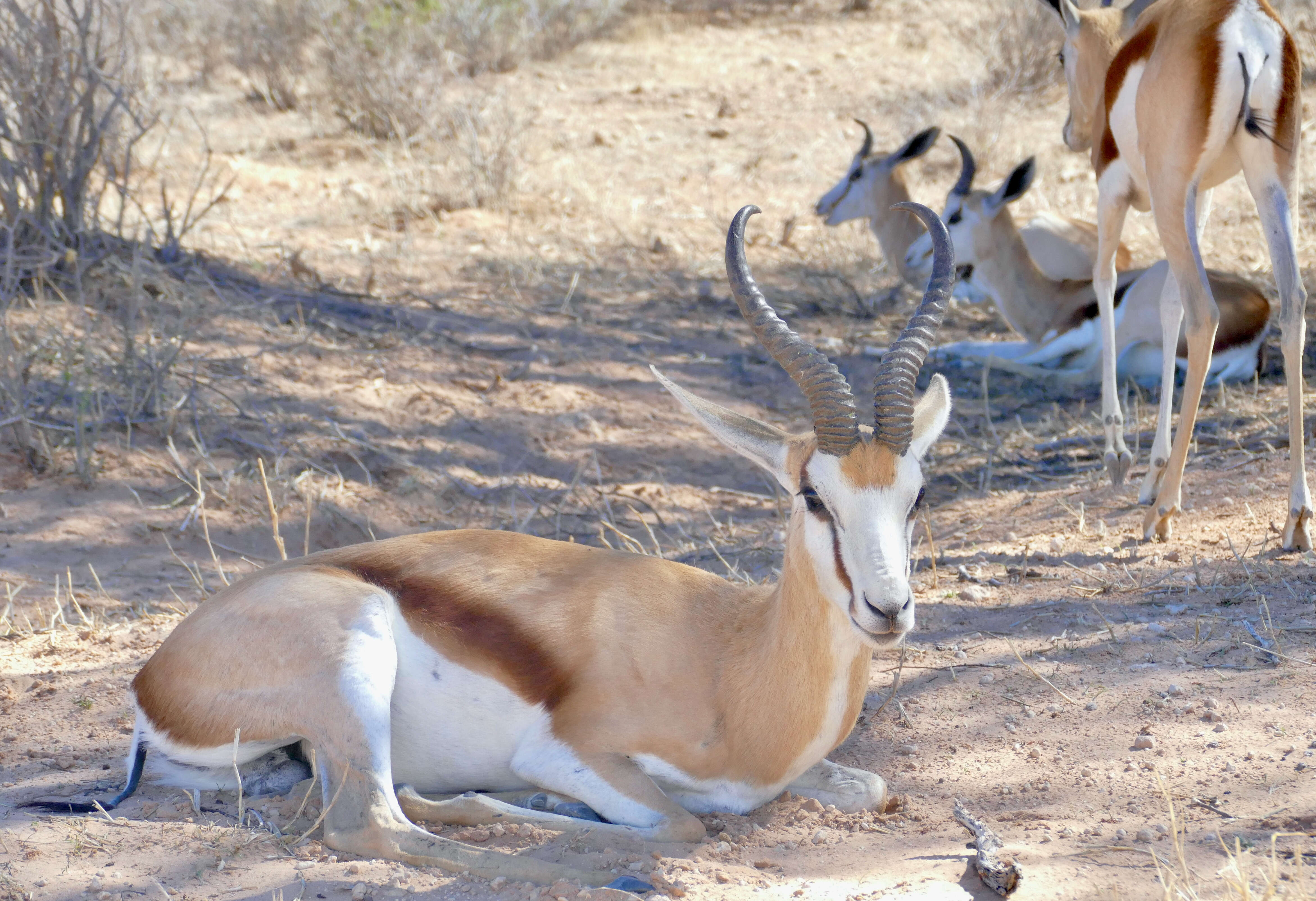 Image of Springbok