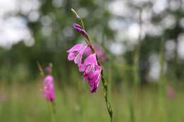 Imagem de Gladiolus imbricatus L.