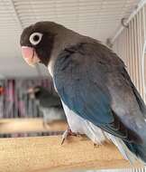 Image of Black-cheeked Lovebird