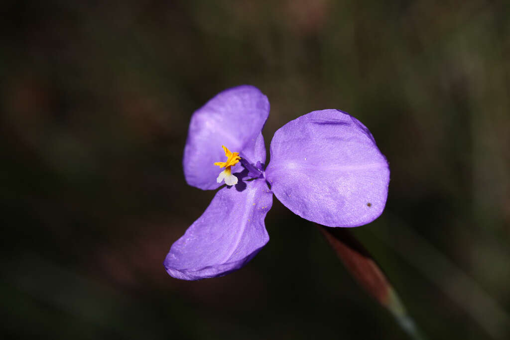 Plancia ëd Patersonia glabrata R. Br.