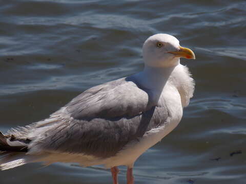 Image of European Herring Gull