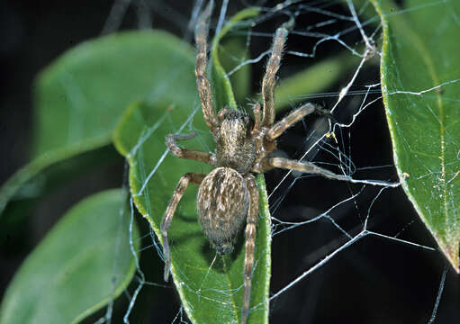 صورة Badumna longinqua (L. Koch 1867)