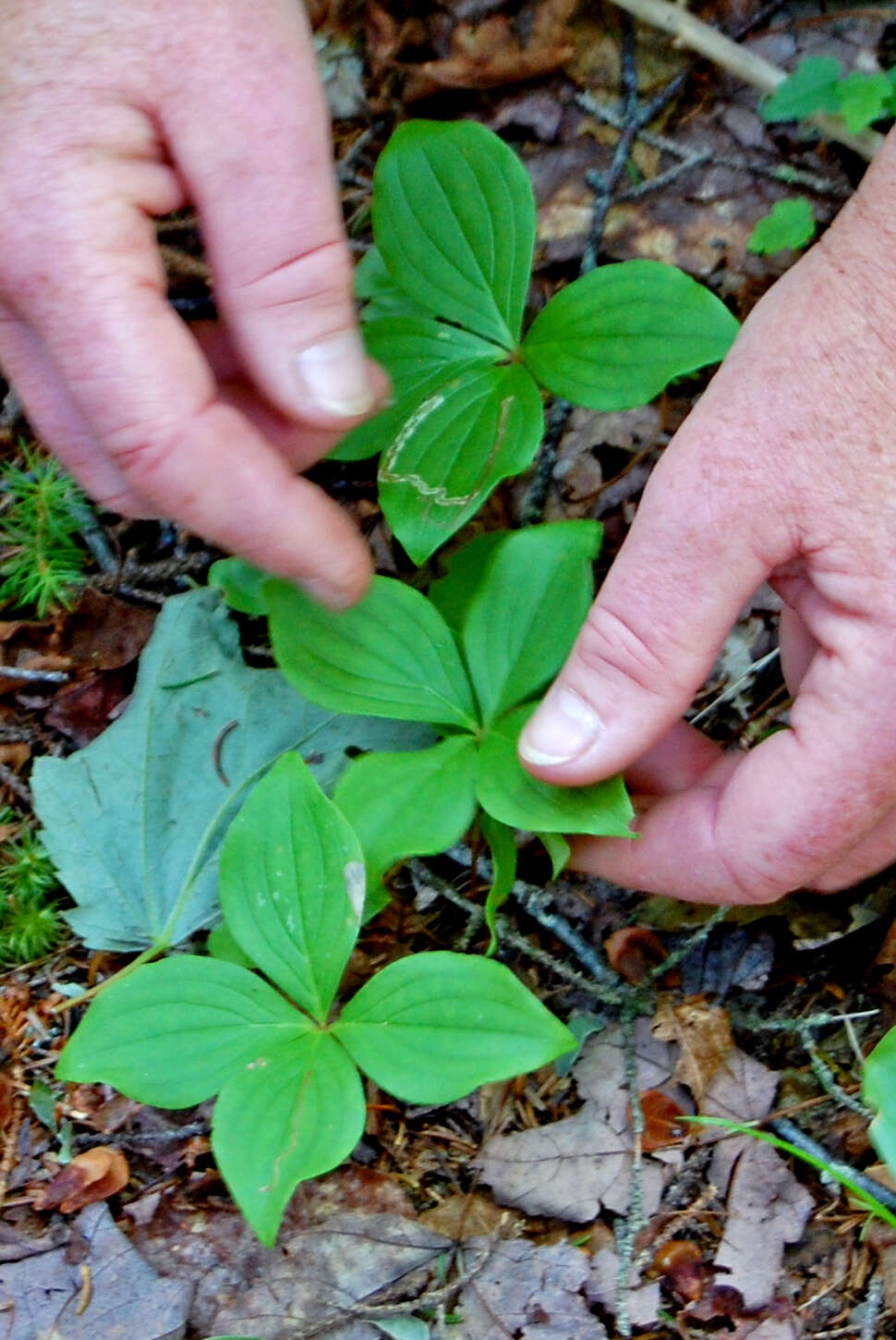 Image of bunchberry dogwood