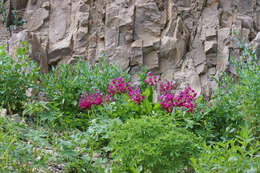 Primula parryi A. Gray resmi