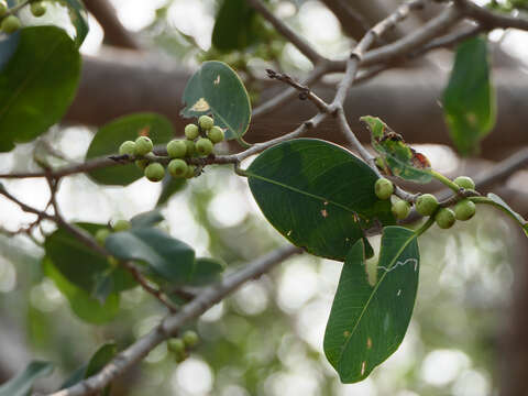 Image of Chinese banyan