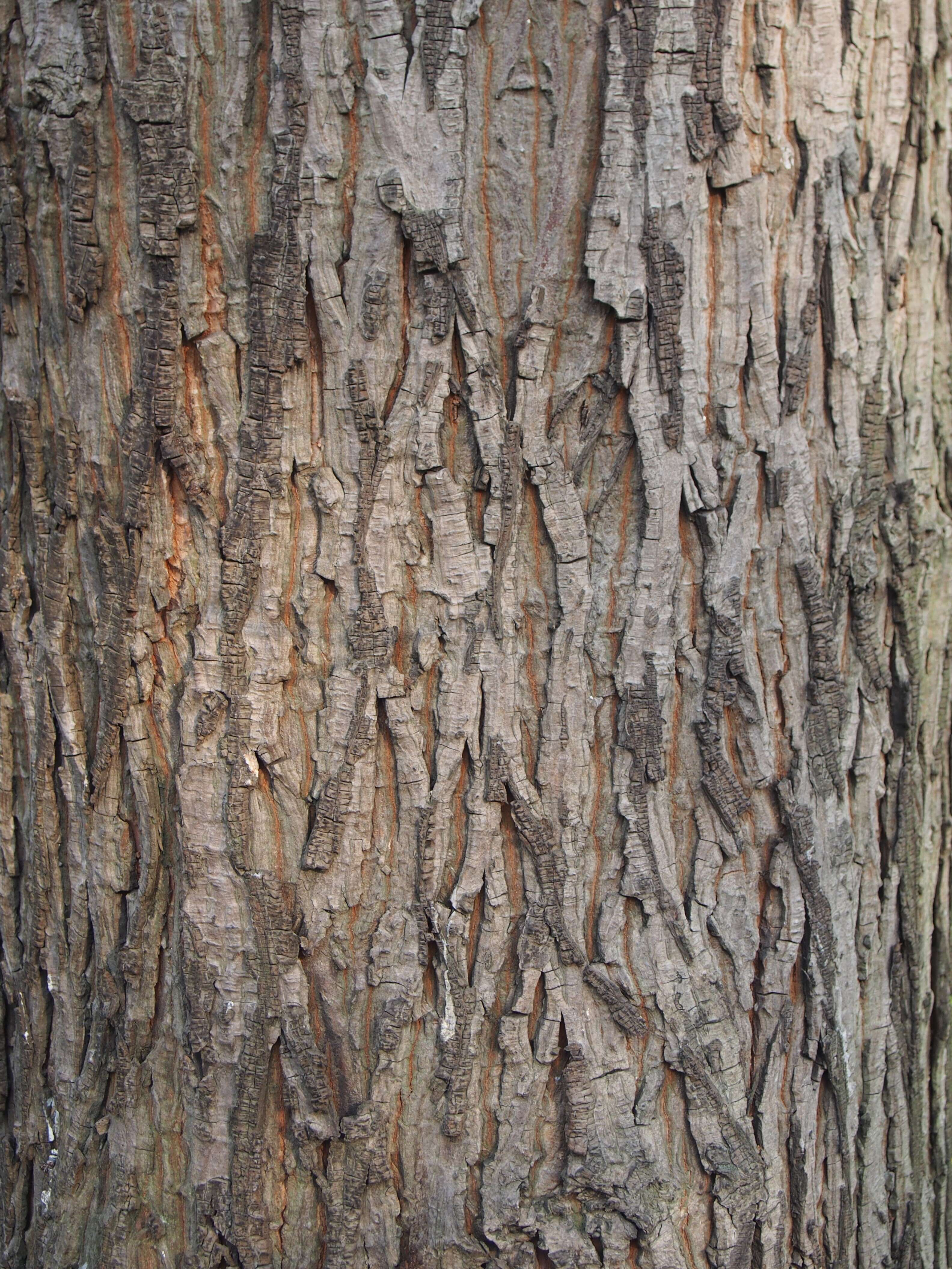 Image of shellbark hickory