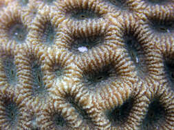 Image of larger star coral