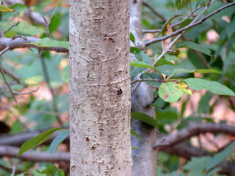 Imagem de Malus baccata (L.) Borkh.