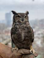 Image of Lesser Horned Owl