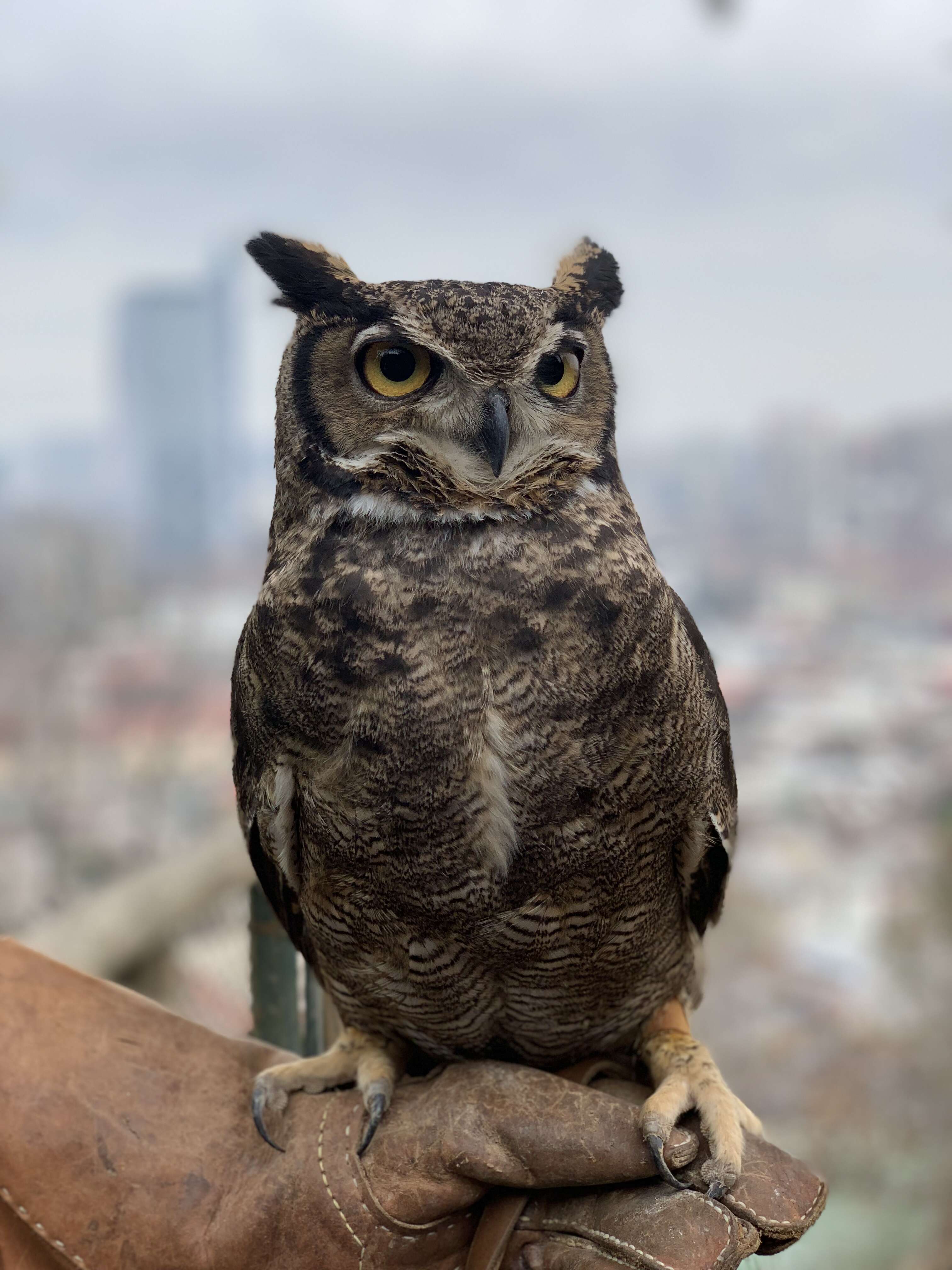 Image of Lesser Horned Owl