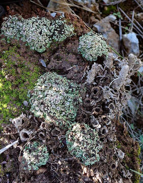 Image of cup lichen