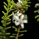 Image of Philotheca pachyphylla (Paul G. Wilson) Paul G. Wilson