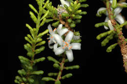 Imagem de Philotheca pachyphylla (Paul G. Wilson) Paul G. Wilson