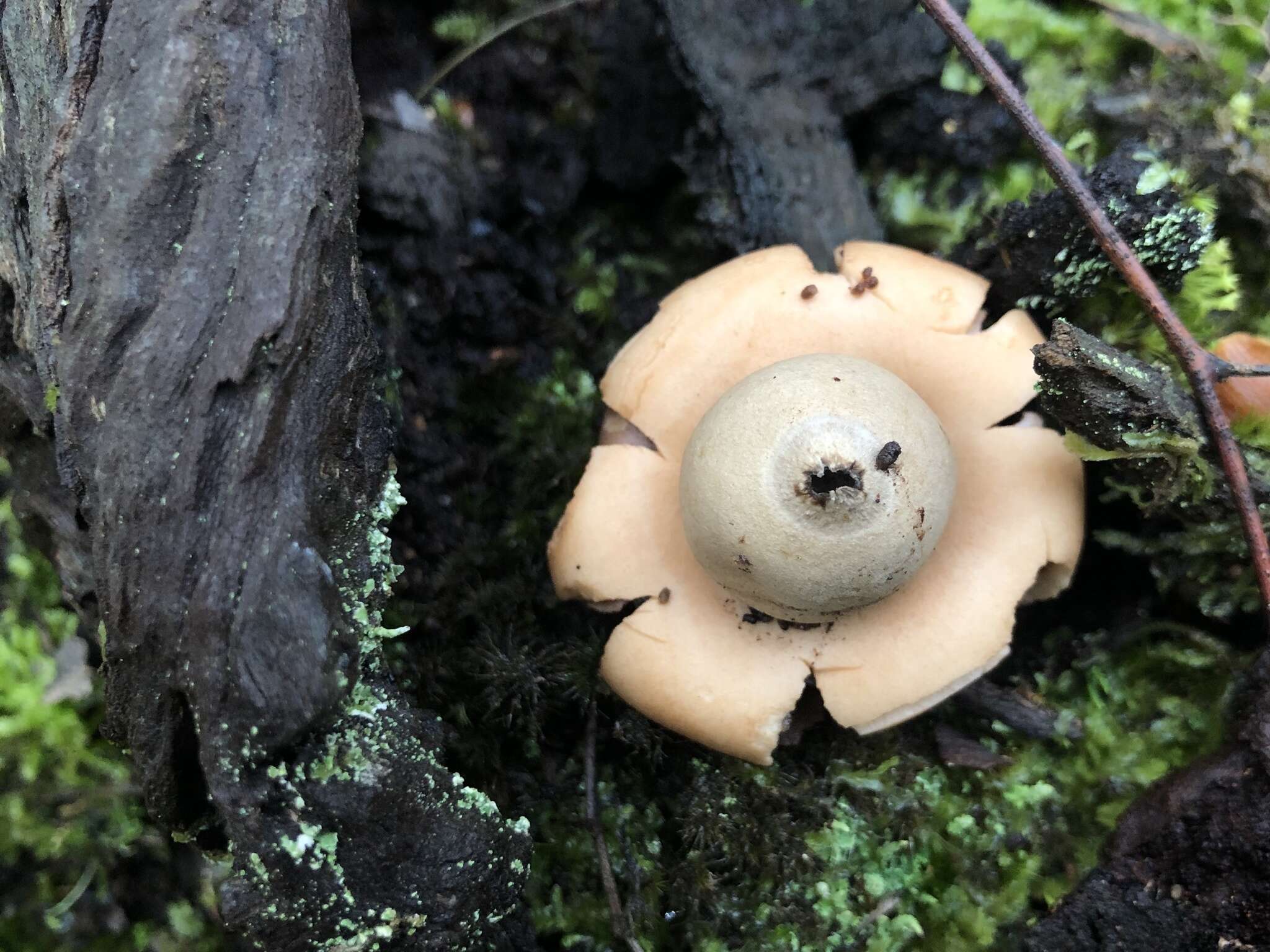 Image of Collared Earthstar